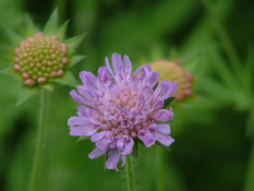 Knautia arvensisBeemdkroon bestellen